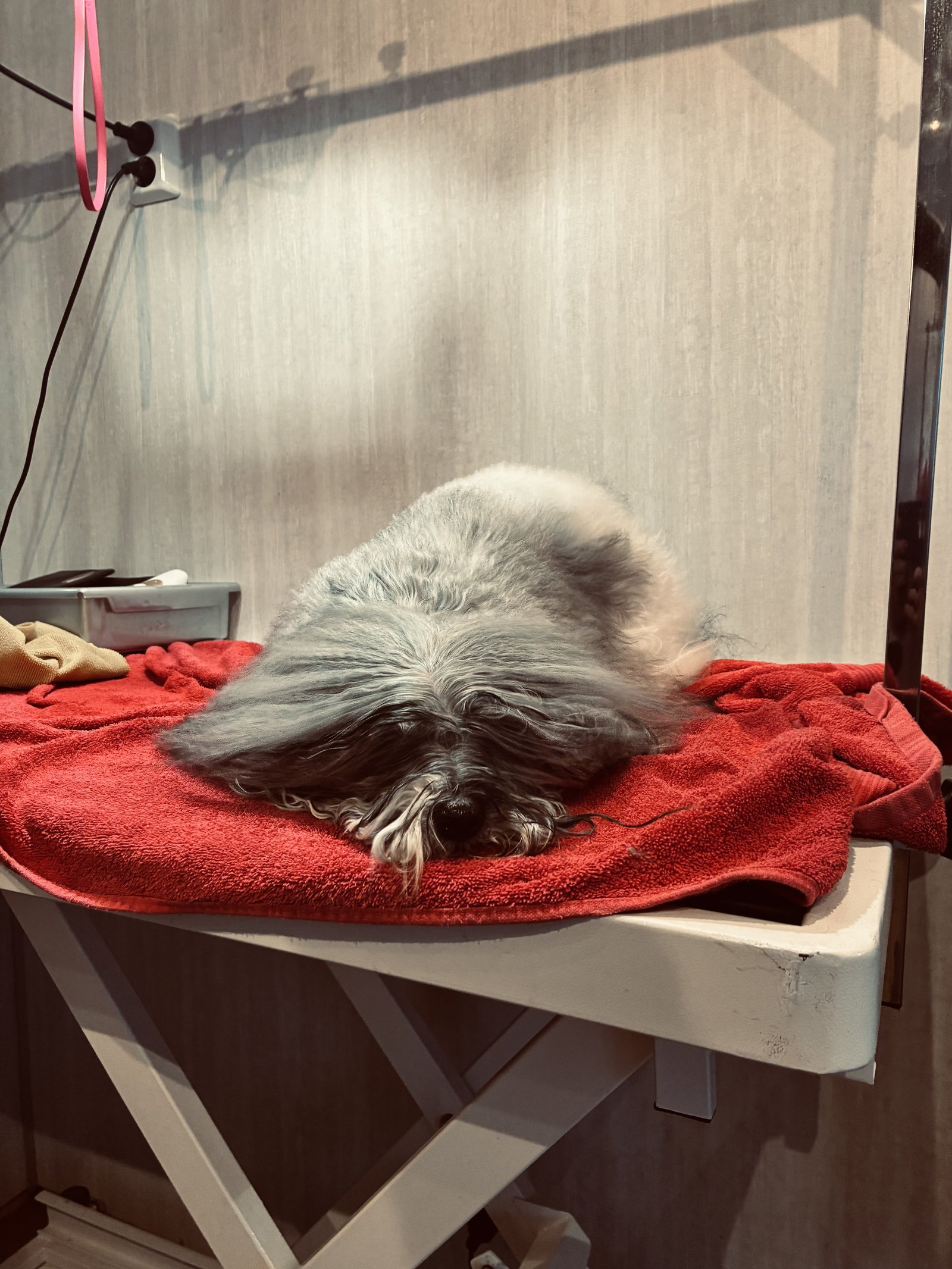 Hund som ligger rolig på et grooming-bord med rødt håndkle i salongen